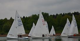 Schwertzugvögel beim Start